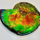 Ammolite Opal Fossil Flex Bracelet