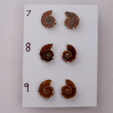 Mini Ammonite Fossil Studs