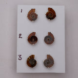 Mini Ammonite Fossil Studs