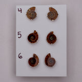 Mini Ammonite Fossil Studs