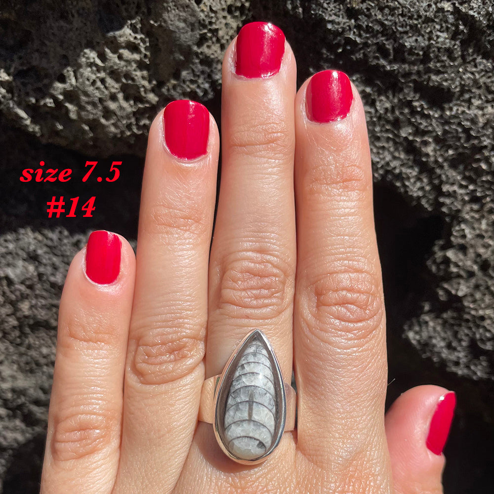 Natural orthoceras fossil ring .925 sterling silver